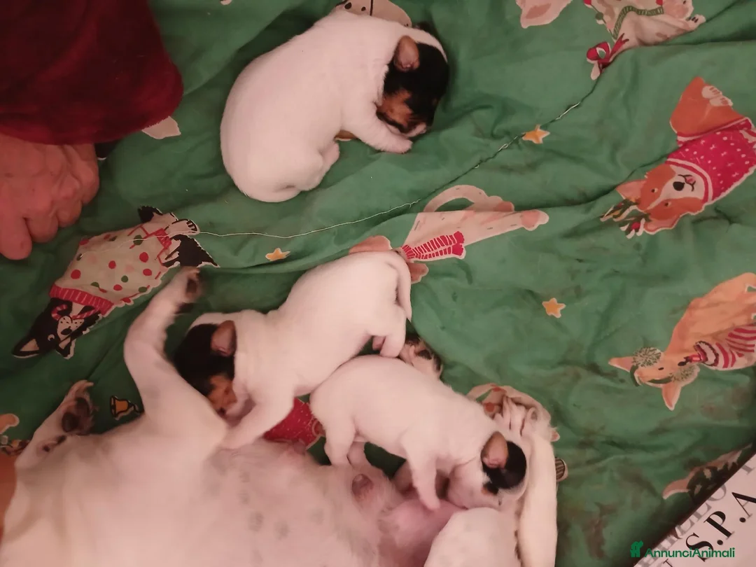 Jack Russell cani in vendita: Gek russel  i  toy - Annuncio 7