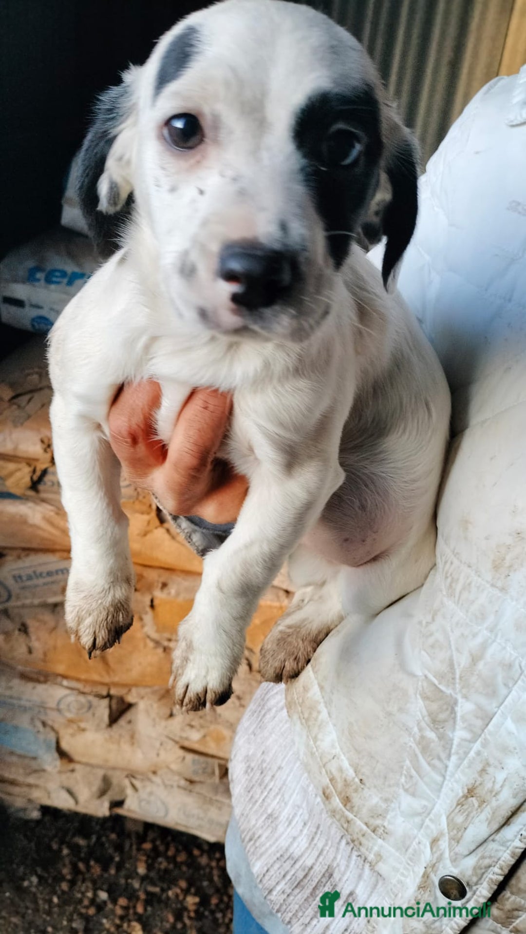 Meticcio cani in regalo: ALISIA - Annuncio 12