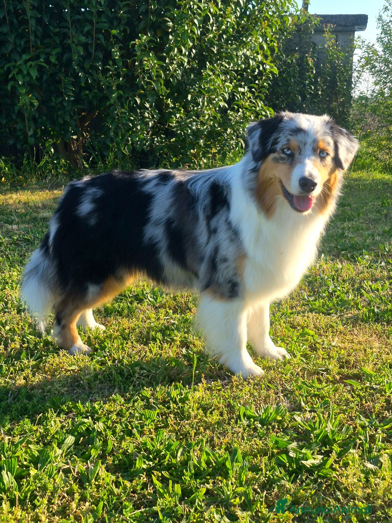 Australian Shepherd cani Cuccioli Pastore Australiano/Australian Shepherd  - Annuncio 1