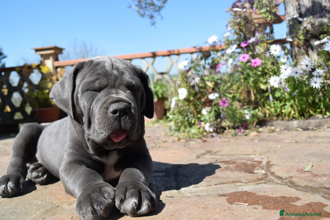 Cane Corso cani in vendita: Cuccioli di cane corso - Annuncio 1