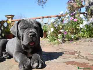 Cane Corso cani Cuccioli di cane corso - Annuncio 2