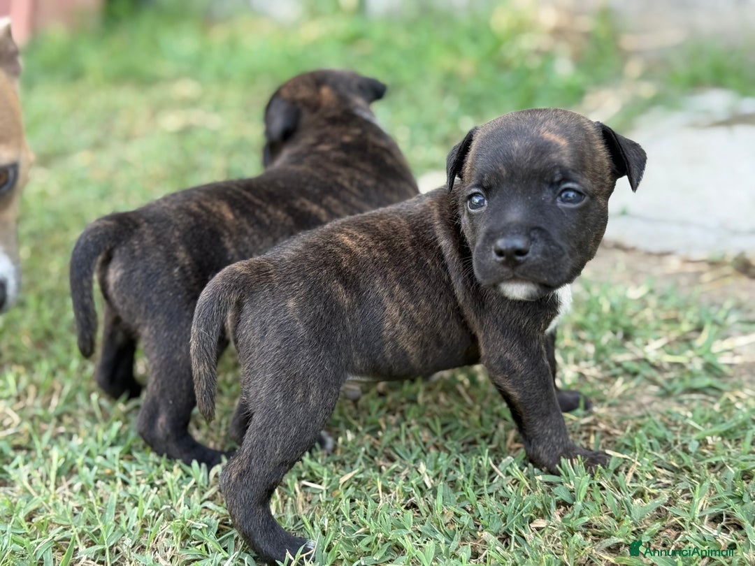 Staffordshire cani in vendita: Stafford cucciolata selezionata a Province of Bergamo - Immagine 2