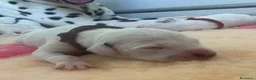 Dalmata cani in vendita: Dalmata  - Annuncio 4