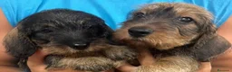Bassotto Nano cani in vendita: Cuccioli bassotto pelo duro  - Annuncio 5