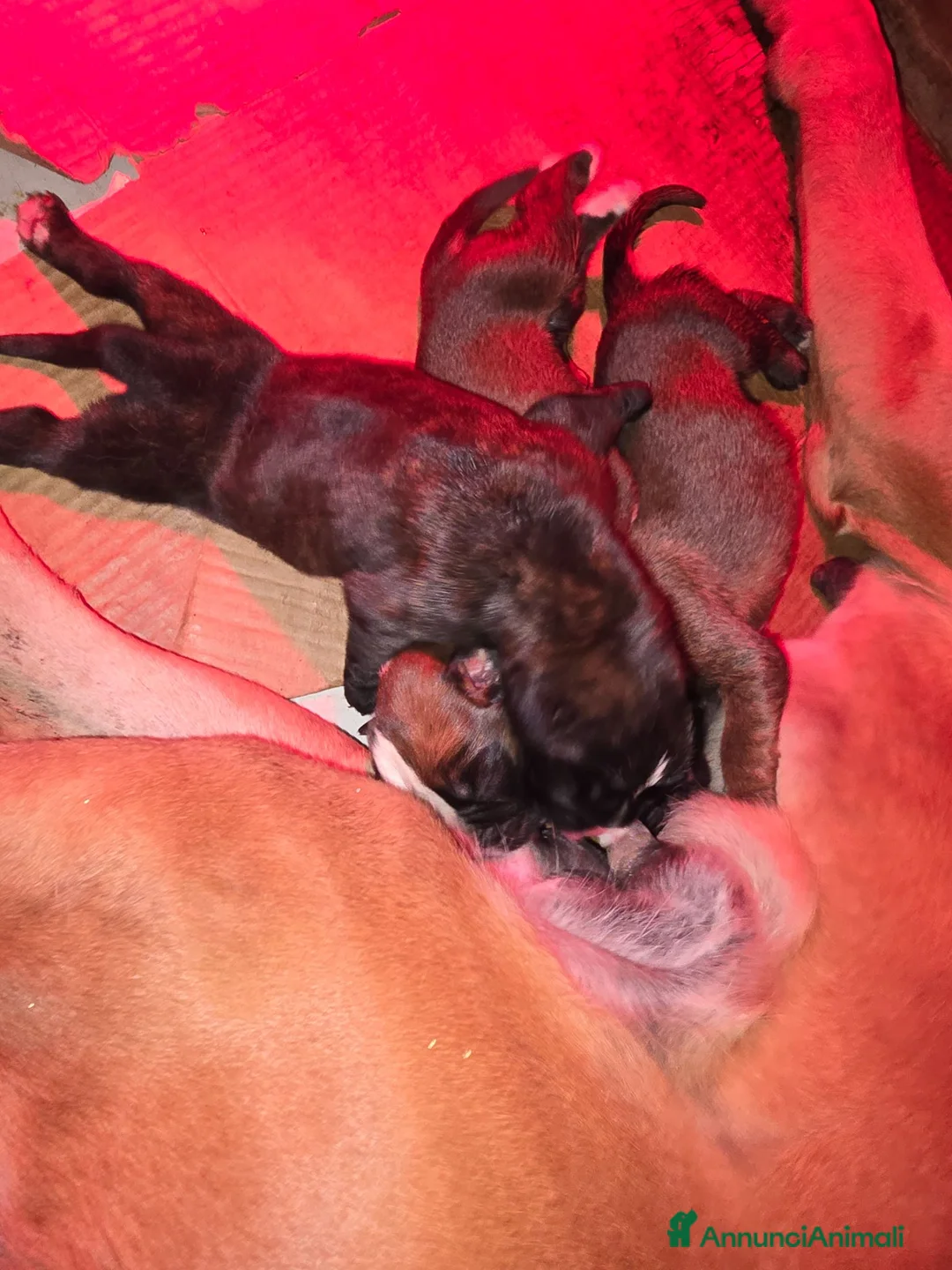 Boxer cani in vendita: Boxer cuccioli - Annuncio 5