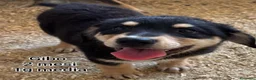 Meticcio cani in regalo: CUCCIOLI SOLI ED ESCLUSI  a Città Metropolitana di Genova - Annuncio 9