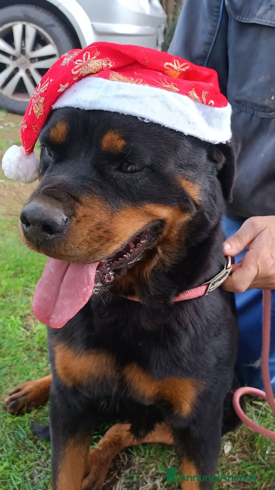Rottweiler cani Femmina Rotteweiler sterilizzata - Annuncio 1