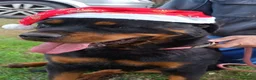 Rottweiler cani in regalo: Femmina Rotteweiler sterilizzata - Annuncio 1