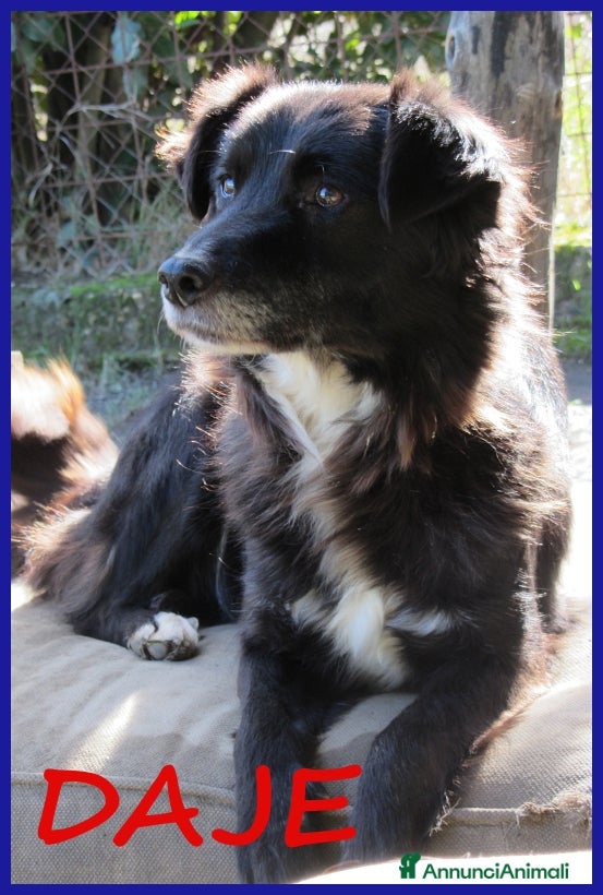 Border Collie cani DAJE, SPLENDIDO SIMIL BORDER DI 5 ANNI, VIVACE  - Annuncio 4