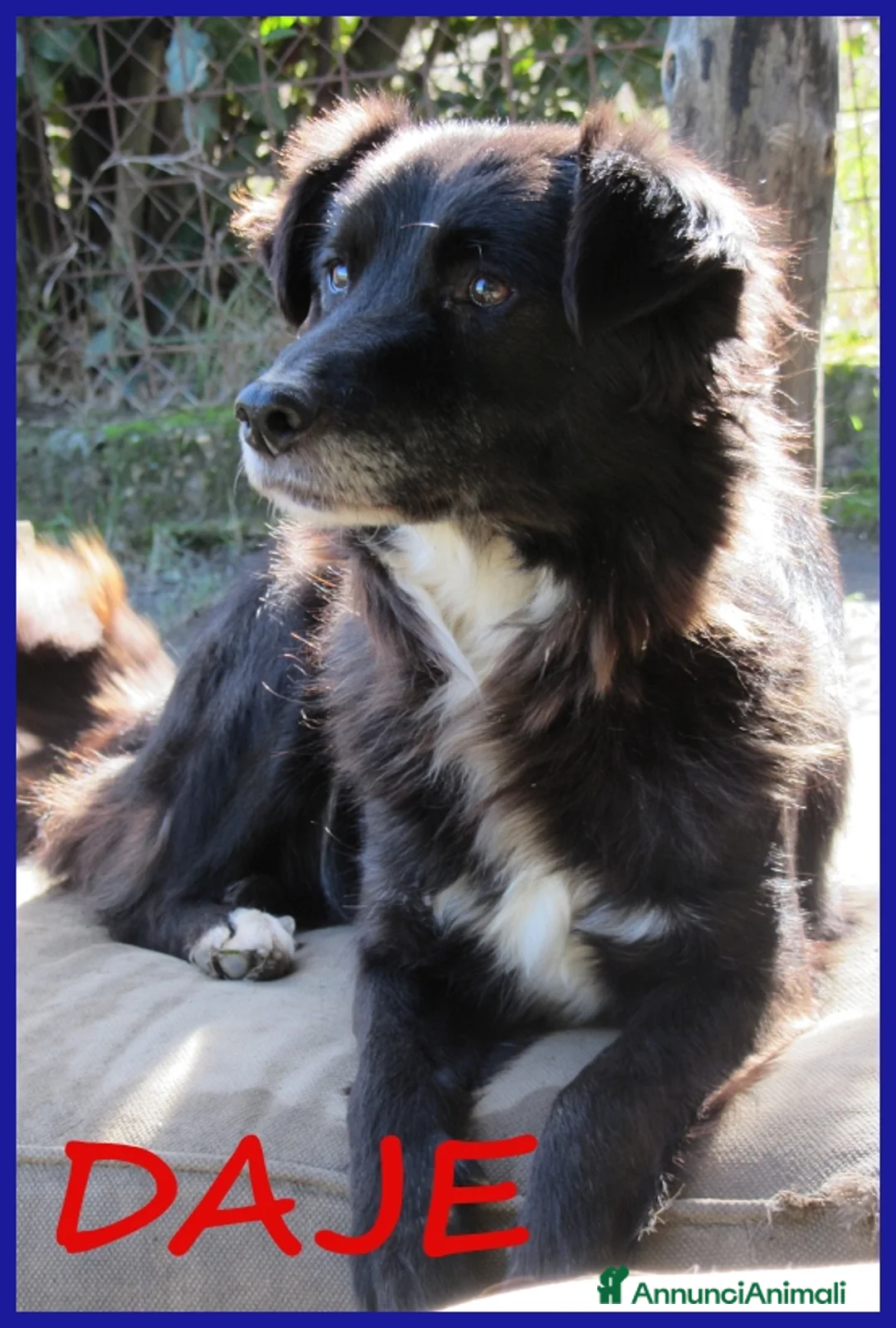Border Collie cani in regalo: DAJE, SPLENDIDO SIMIL BORDER DI 5 ANNI, VIVACE  - Annuncio 1