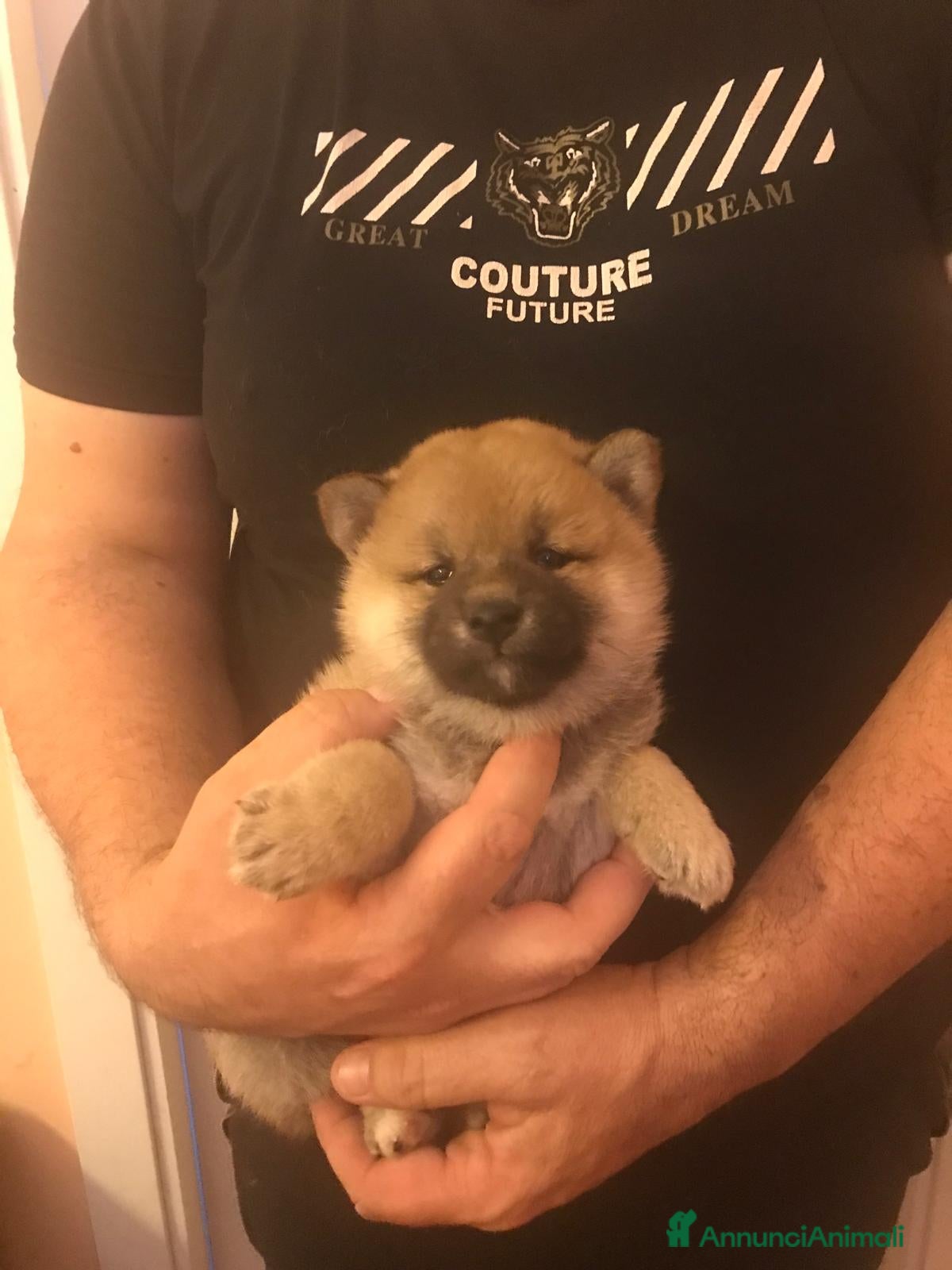 Shiba Inu cani in vendita: Cuccioli shiba Inu stupendi  a Provincia di Ancona - Annuncio 4