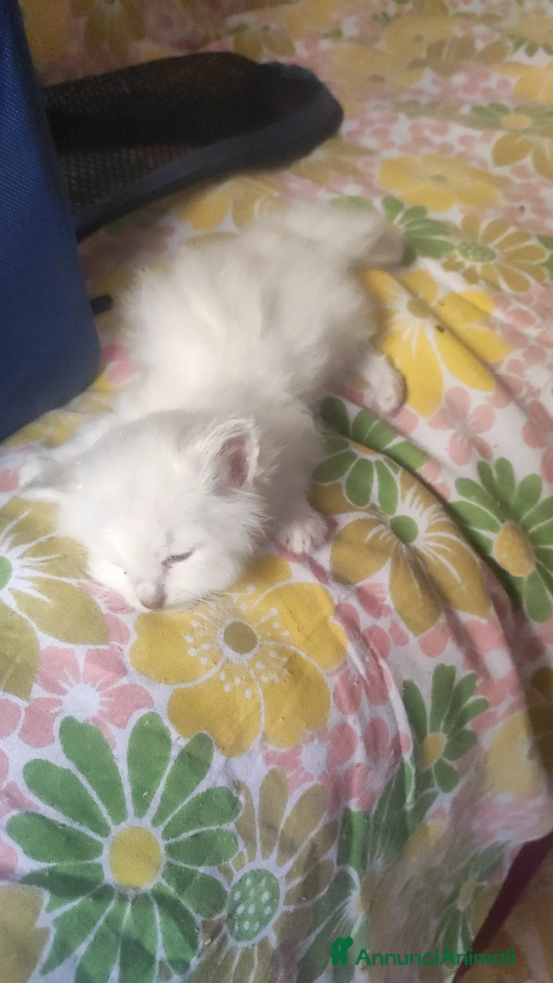 Sacro di Birmania gatti in vendita: Sacro di Birmania  - Annuncio 2