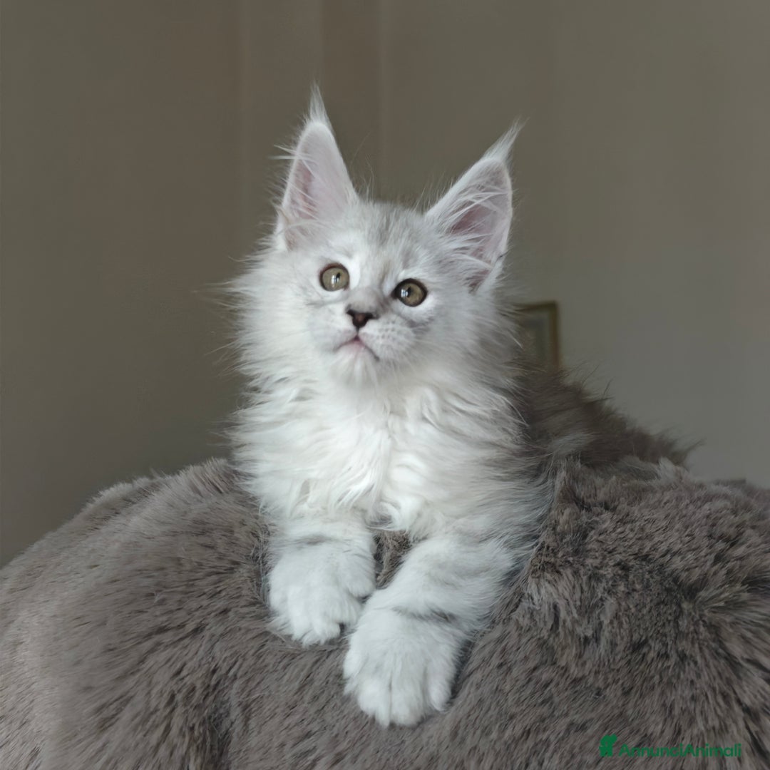 Maine Coon gatti in vendita: 6Cuccioli di MaineCoon con WCF - Immagine 3