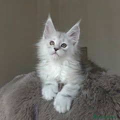 Maine Coon Gattino 2
