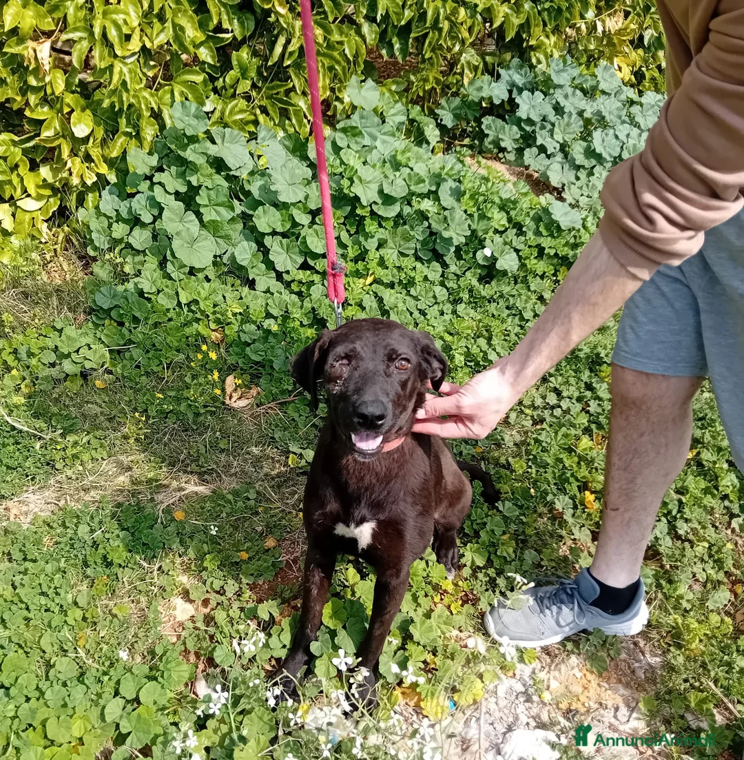 Meticcio cani in regalo: Lucy, una dolcissima simil Labrador - Annuncio 1