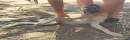 Meticcio cani in regalo: 2femmine 5mesi IL PASTORE NN LE VUOLE CAGLIARI SOS - Annuncio 10
