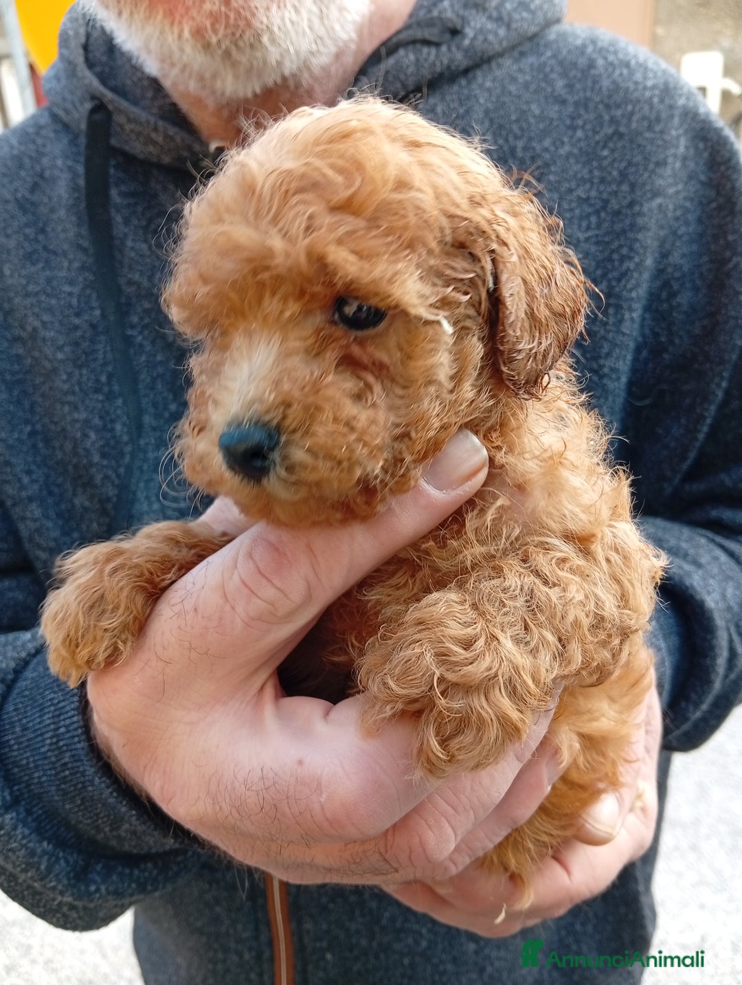 Barboncino cani in vendita: Cuccioli barboncino Toy/mini toy - Annuncio 4