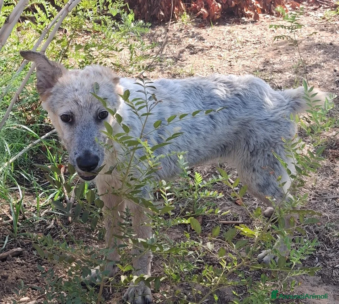 Meticcio cani in regalo: LIVIA 🩷 HA VOGLIA DI FIDARSI: TIMIDA E DOLCE. a Città Metropolitana di Bologna - Annuncio 2