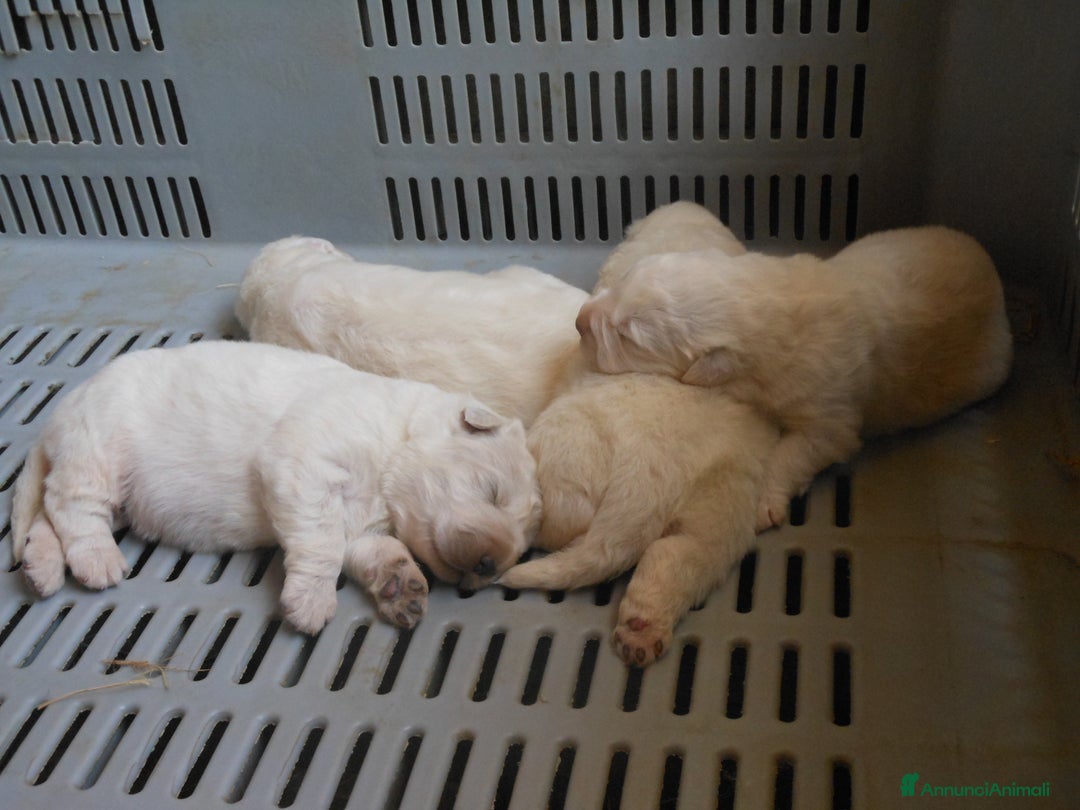 Pastore Maremmano cani in vendita: cuccioli di pastore maremmano abruzzese  - Annuncio 5