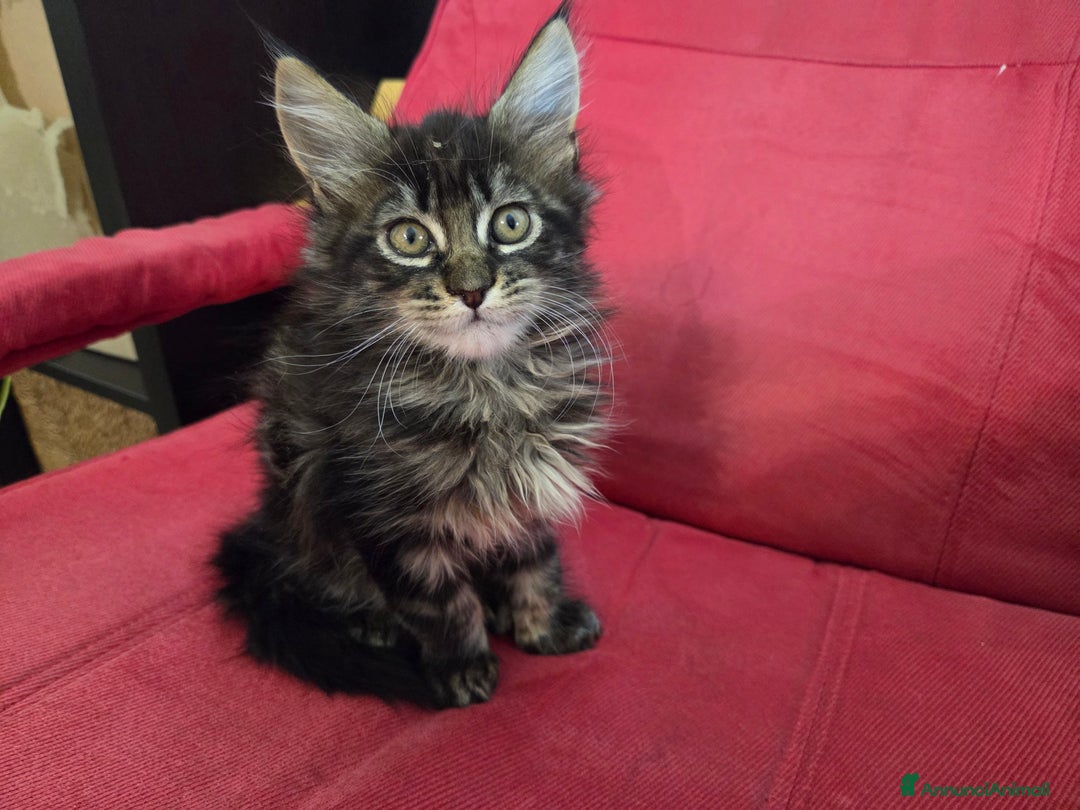 Maine Coon gatti in vendita: Vendo Cuccioli di Maine Coon - Annuncio 39