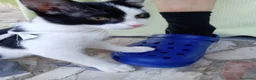 Europeo gatti in regalo: gattino 3 mesi cerca casa🖤 - Annuncio 2
