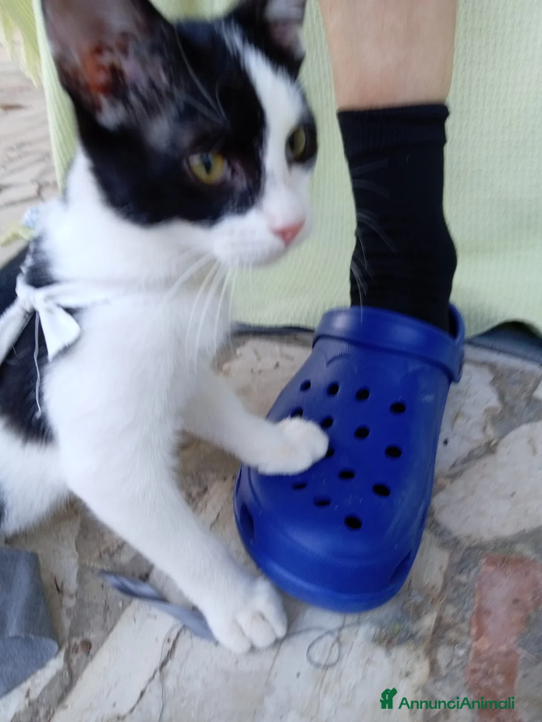 Europeo gatti in regalo: gattino 3 mesi cerca casa🖤 - Annuncio 2