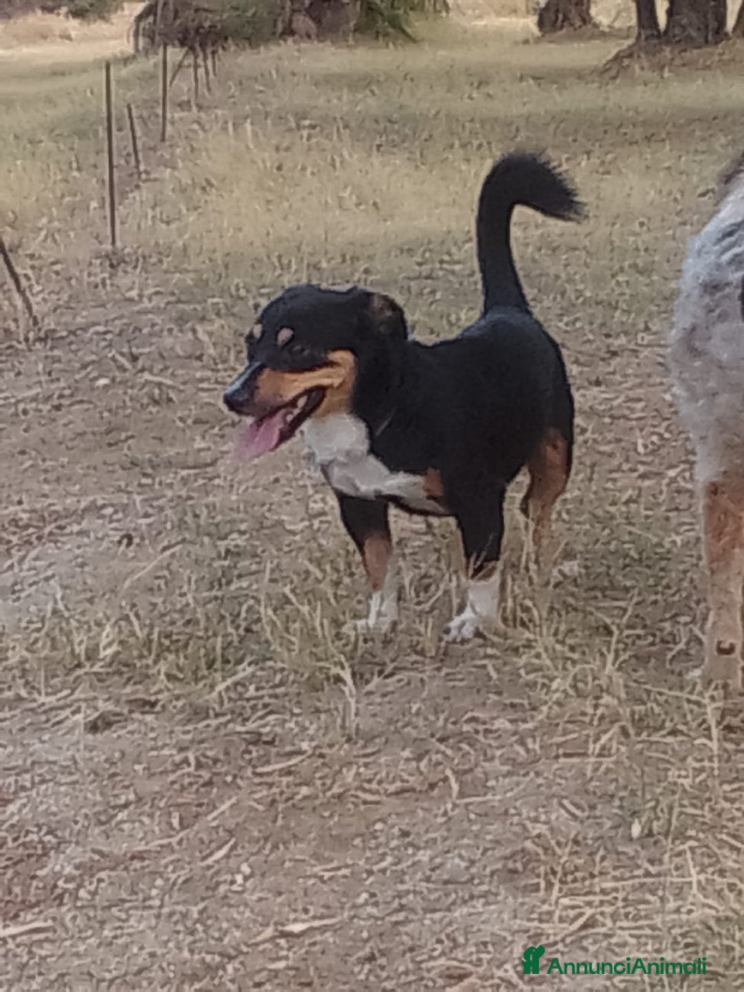 Meticcio cani in regalo: OSCAR 💙 - taglia medio piccola cerca casa!!! 😍 - Annuncio 9