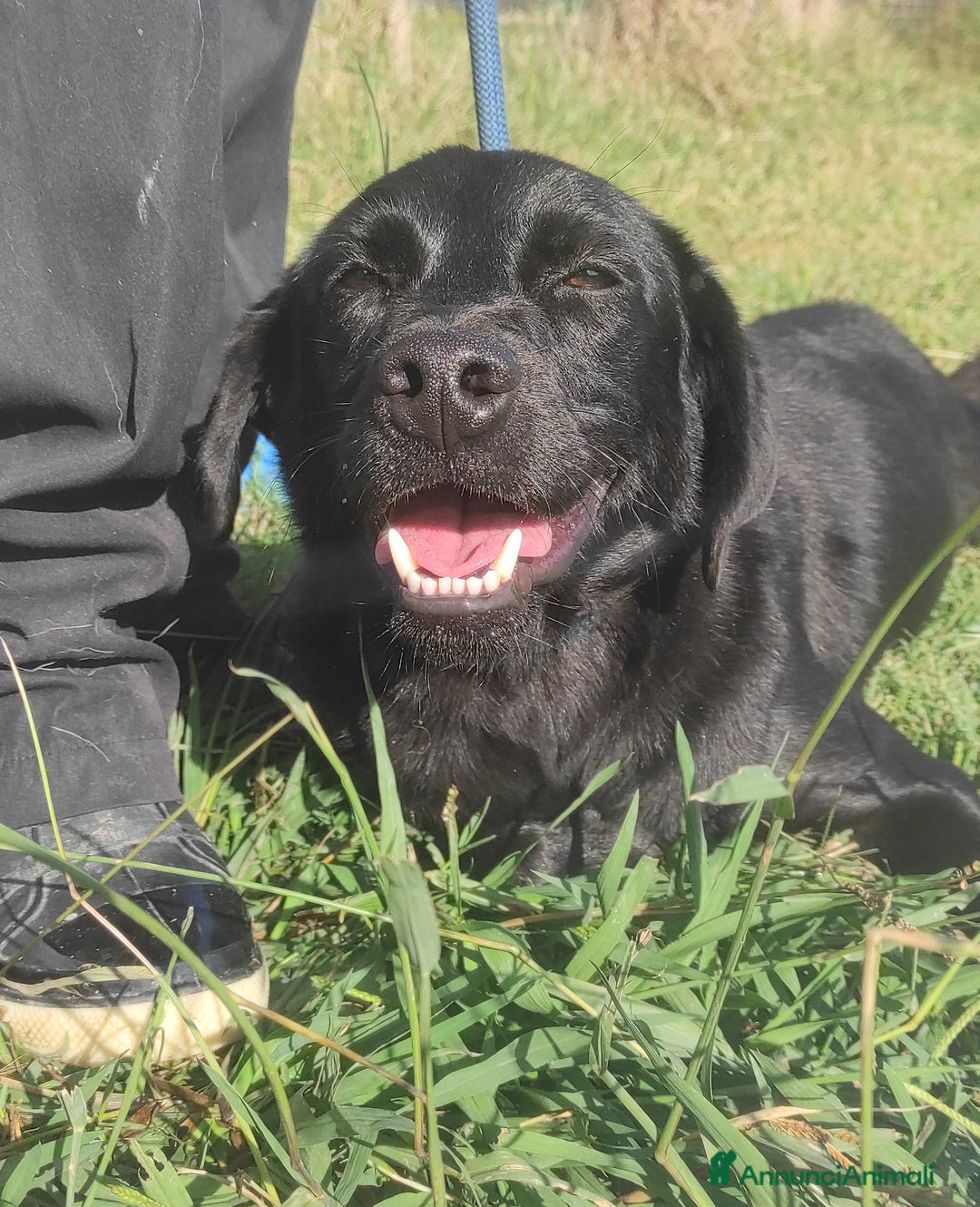 Meticcio cani in regalo: Happy di nome e di fatto meticcio tg contenuta a Provincia di Latina - Annuncio 2