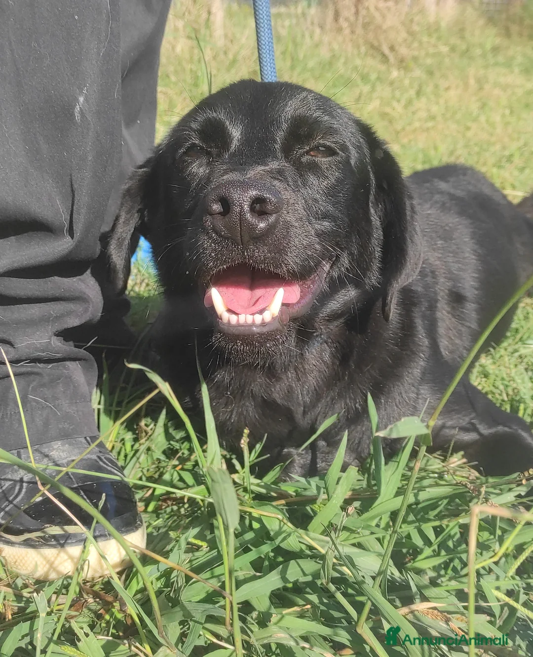 Meticcio cani in regalo: Happy di nome e di fatto meticcio tg contenuta a Provincia di Latina - Annuncio 2