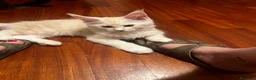 Maine Coon gatti in vendita: Cuccioli di Maine Coon  - Annuncio 1