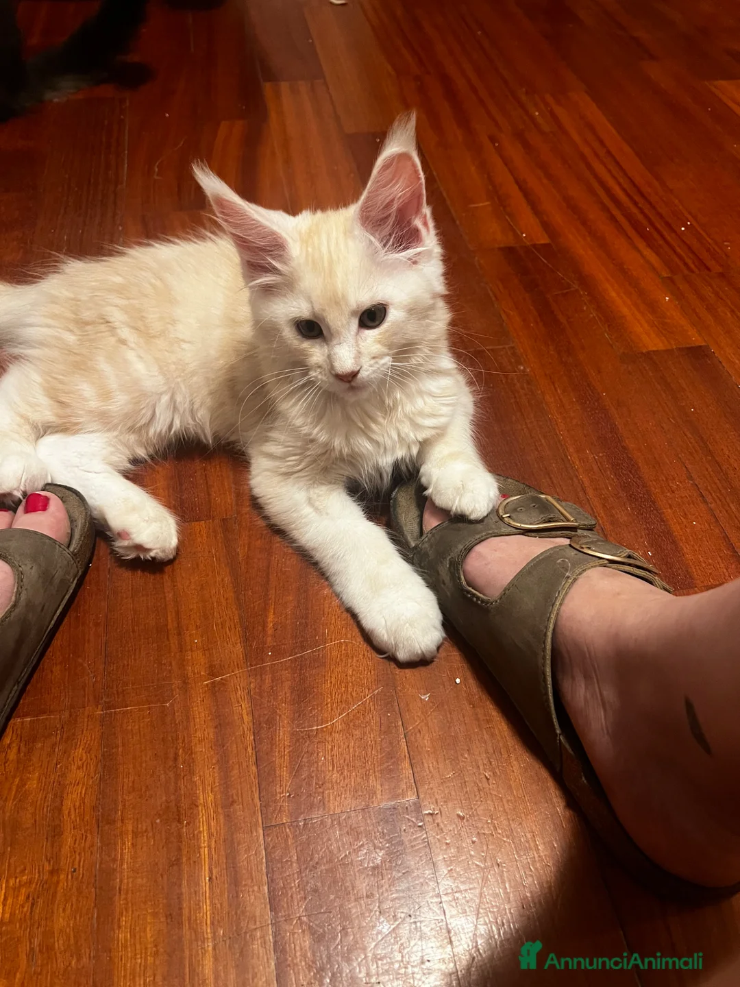 Maine Coon gatti in vendita: Cuccioli di Maine Coon  - Annuncio 1