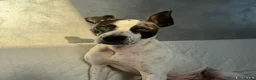 Meticcio cani in regalo:  2anni mix molossina il 27/6 torna al sud.TREVISO - Annuncio 13