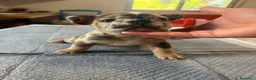 Bulldog Francese cani in vendita: bulldog francese  - Annuncio 8