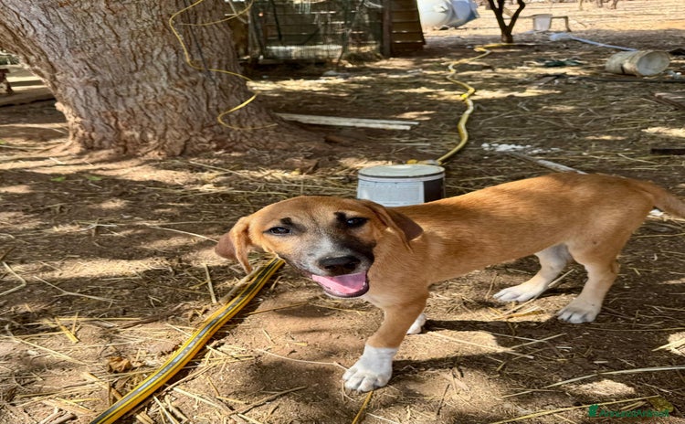 Altre razze cani a Provincia di Bergamo - Annuncio 7