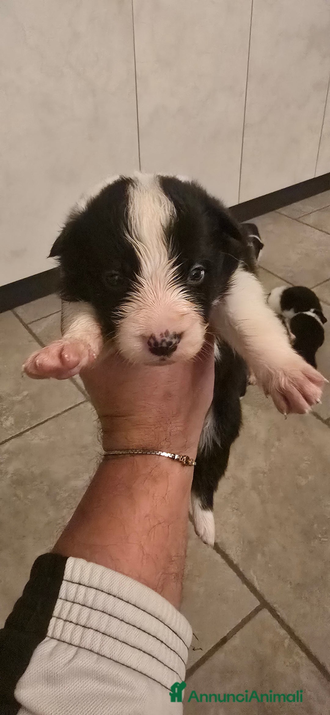 Border Collie cani in vendita: Cuccioli di border collie  - Annuncio 20