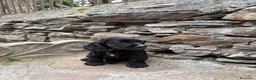 Cocker cani in vendita: Cuccioli di cocker  - Annuncio 8