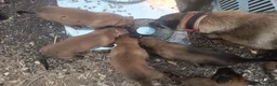 Pastore Belga cani in vendita: Cuccioli Pastore Belga Malinois Alta Genealogia a Provincia di Latina - Annuncio 5