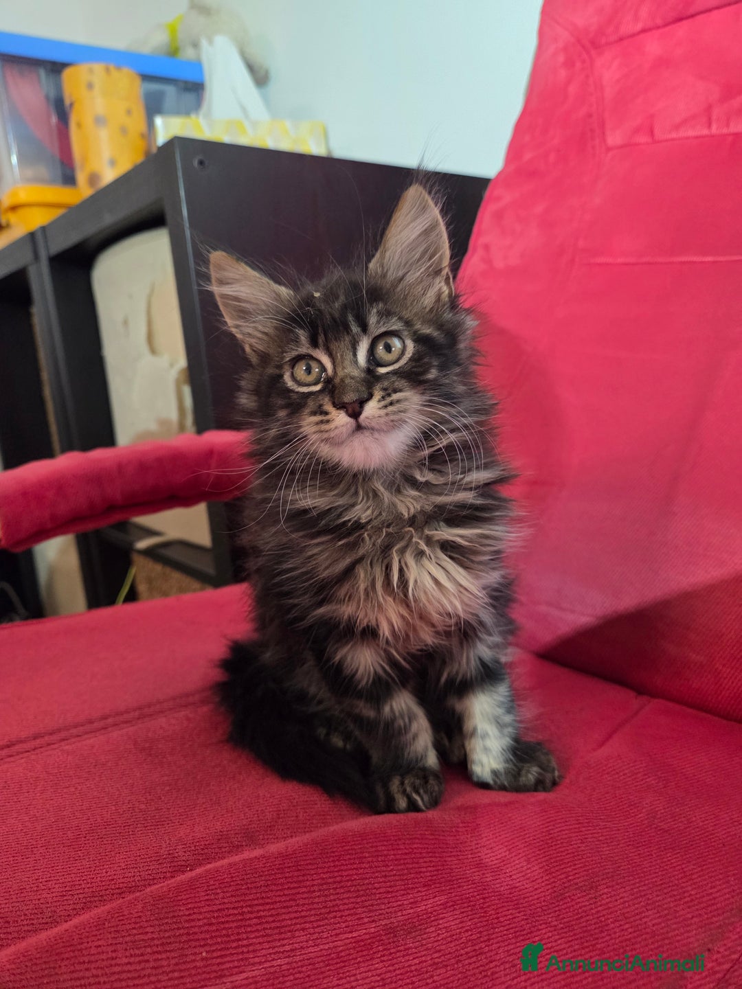 Maine Coon gatti in vendita: Vendo Cuccioli di Maine Coon - Annuncio 38