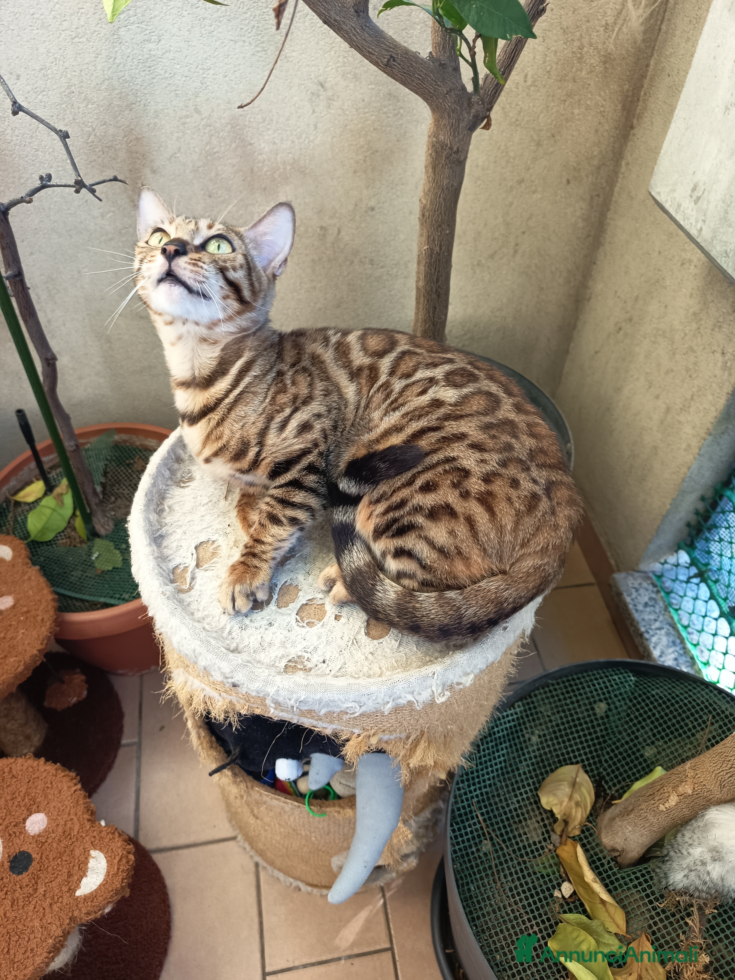 Bengala gatti feminucce 🥰 - Annuncio 1