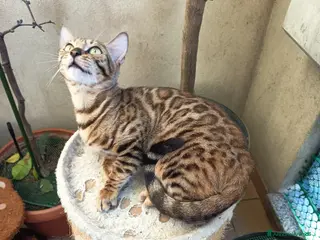 Bengala gatti feminucce 🥰 - Annuncio 1