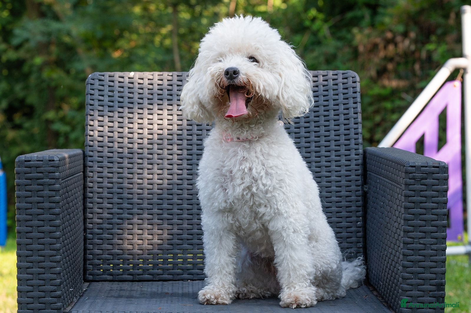 Barboncino cani Barbone nano - Annuncio 1