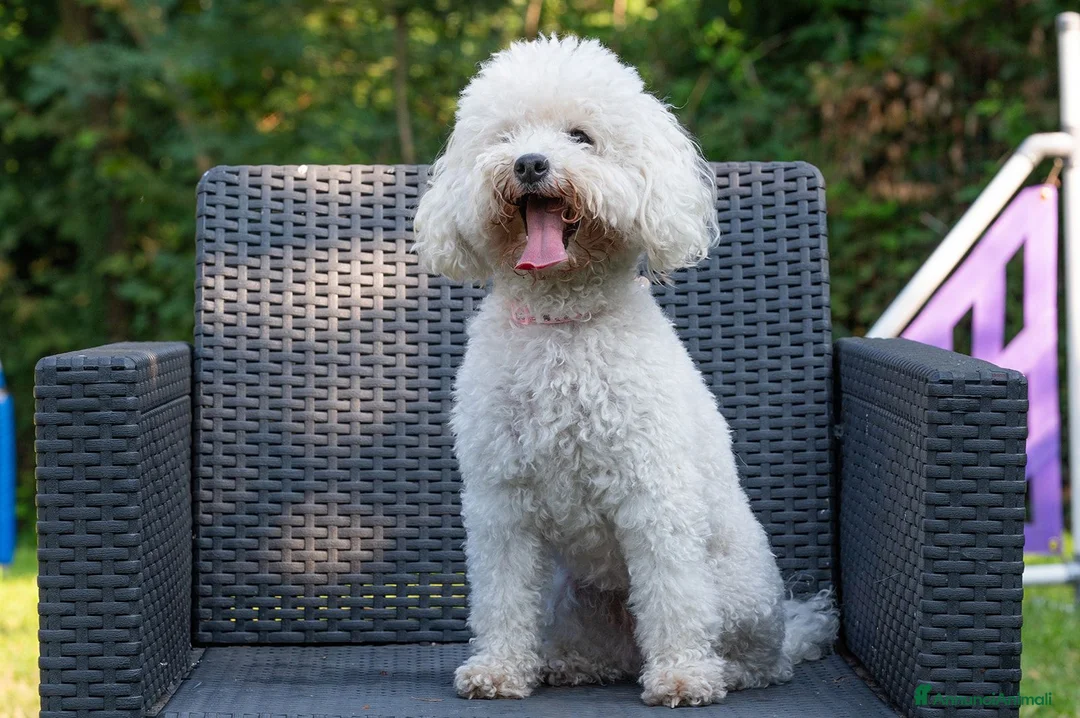 Barboncino cani in vendita: Barbone nano - Annuncio 1