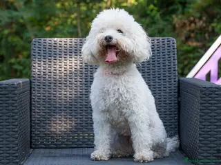 Barboncino cani Barbone nano - Annuncio 1