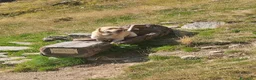 Labrador cani per accoppiamento: Labrador maschio per accoppiamento a Provincia del Verbano-Cusio-Ossola - Annuncio 2