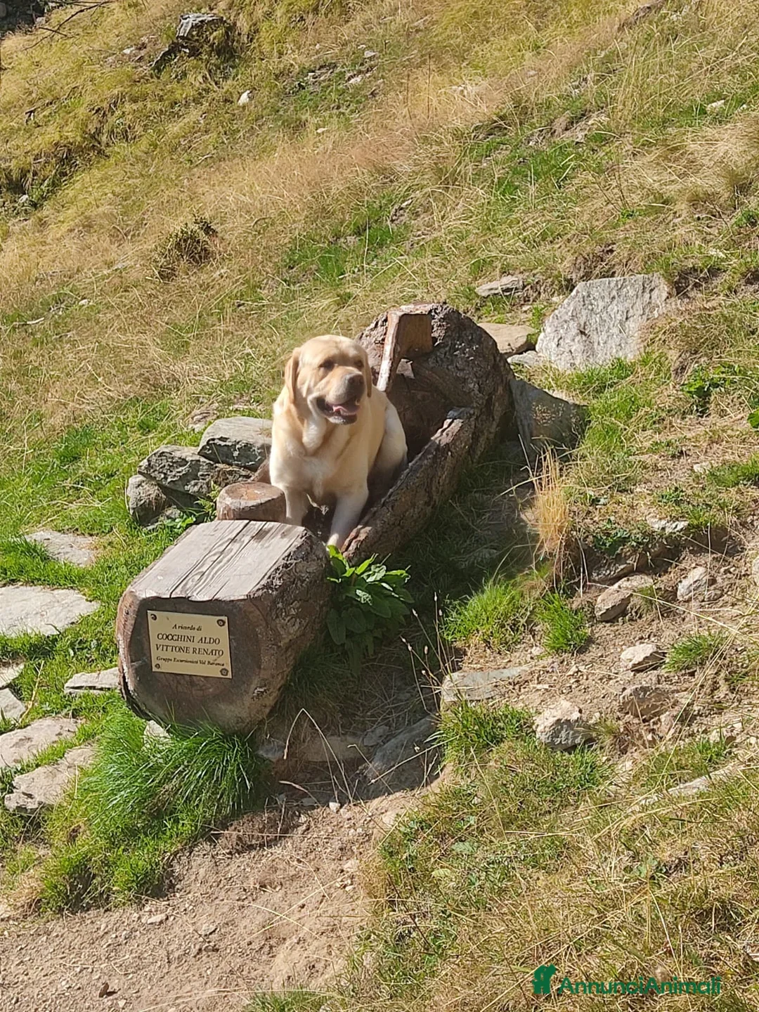 Labrador cani per accoppiamento: Labrador maschio per accoppiamento a Provincia del Verbano-Cusio-Ossola - Annuncio 2