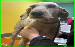 Lagotto cani in regalo: ALDO, DOLCE SIMIL LAGOTTINO 4 ANNI, UNA VITA NEGAT - Immagine 12