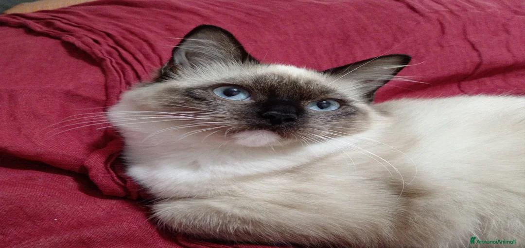 Immagine della galleria {{count}}