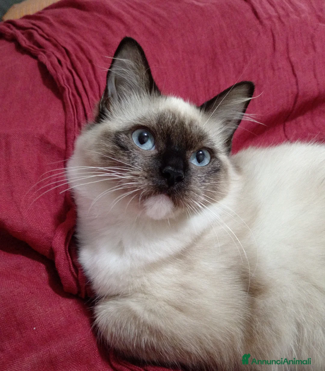 Immagine della galleria {{count}}