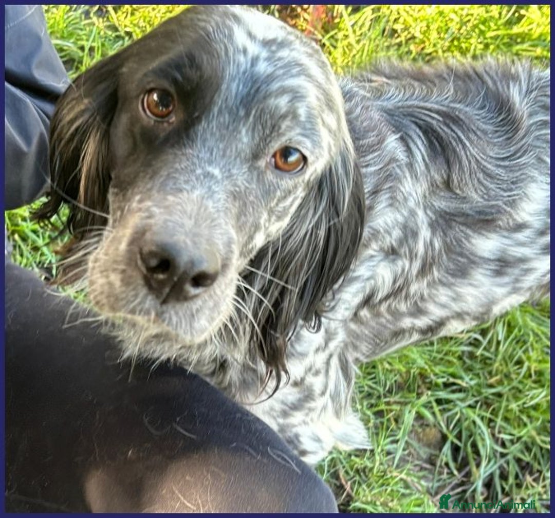Setter Inglese cani in regalo: TANZANIA simpatica ed affettuosa 4anni - Annuncio 7