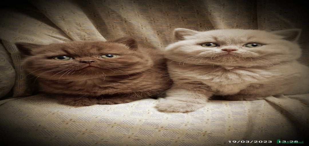 Immagine della galleria {{count}}